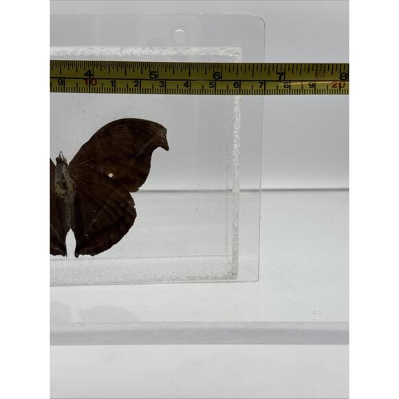 Vtg Great Blue Hookwing. Napeocles jucunda, Mounted butterfly Plexiglass Signed - Picture 11 of 16